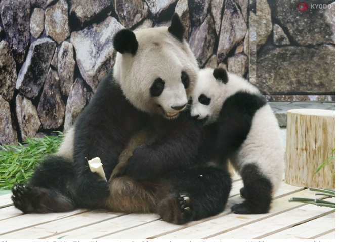 panda travel hokkaido tours