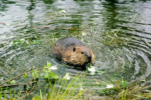 delta beavers in Cordova, Alaska delta beavers in Cordova, Alaska