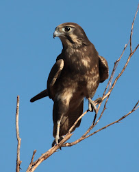 falcon brown prey am birds australia flying birding happy