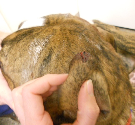 ear bleeding tip open wound guppy massacre halloween hours later petvet practical bandage