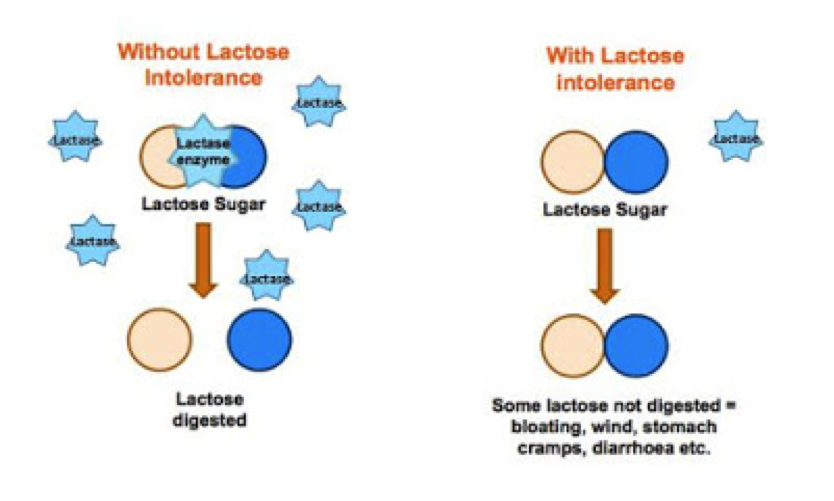 Monash University Low FODMAP Diet What is lactose intolerance?