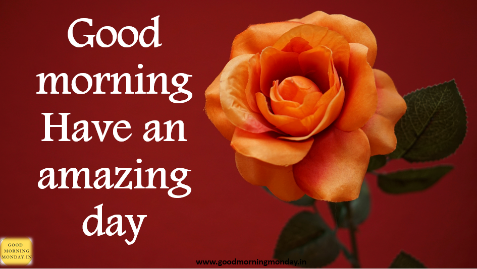 Good Morning Have An Amazing Day Good Morning Have An Amazing Day