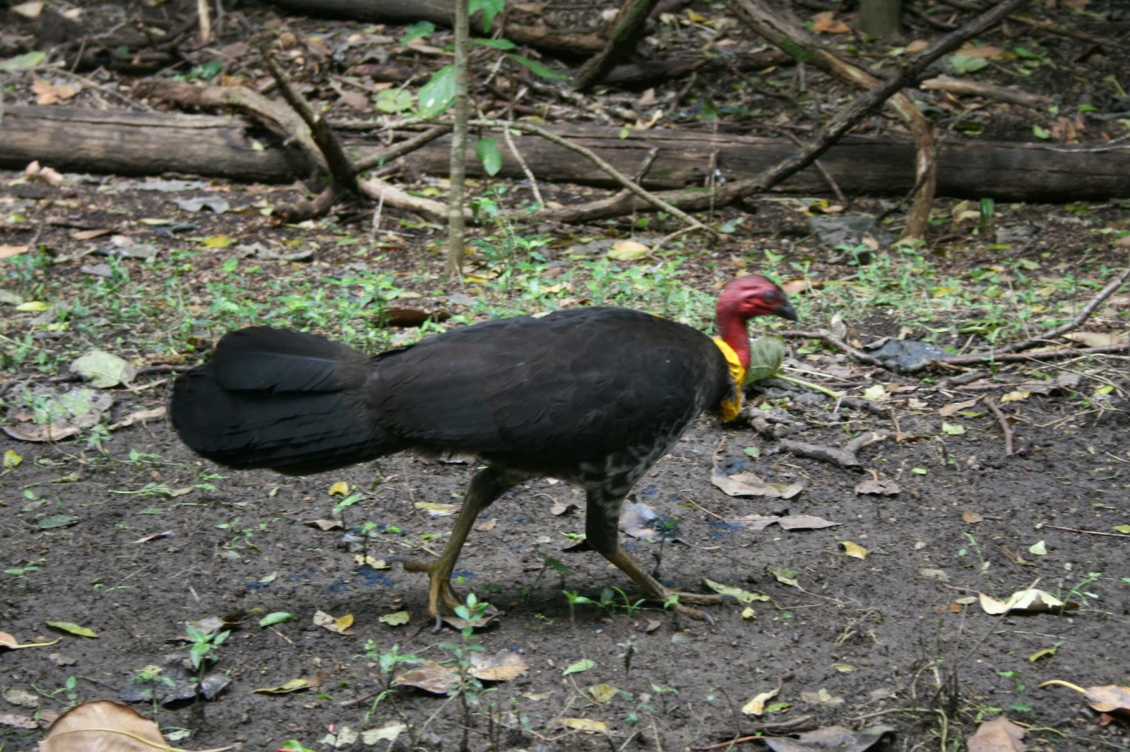 kensbigbackyard Turkeys on the march