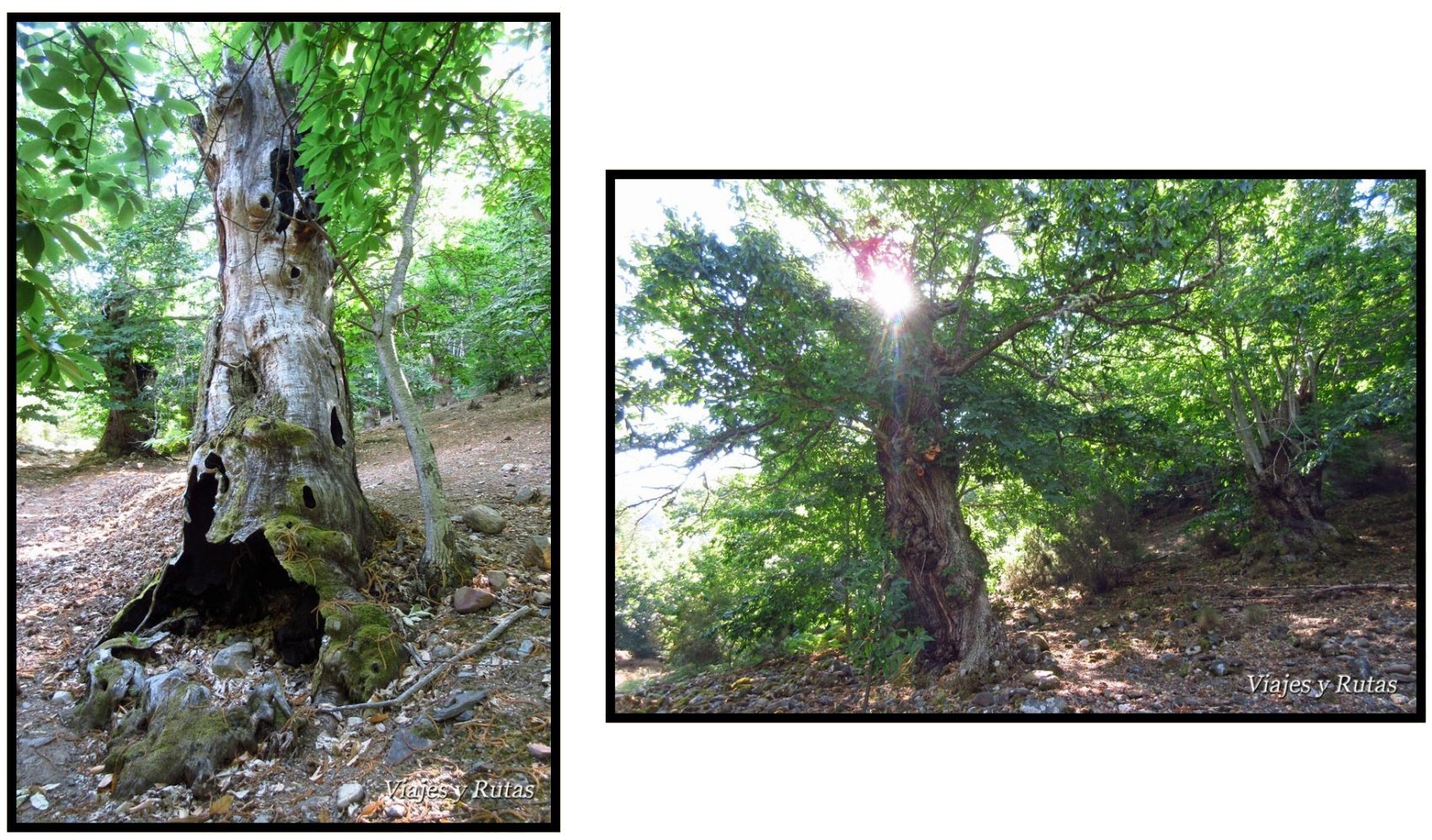 Árboles de Las Médulas