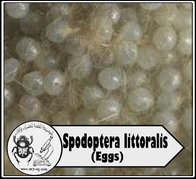 بيض فراشة دودة ورق القطن الكبيرة Spodoptera littoralis