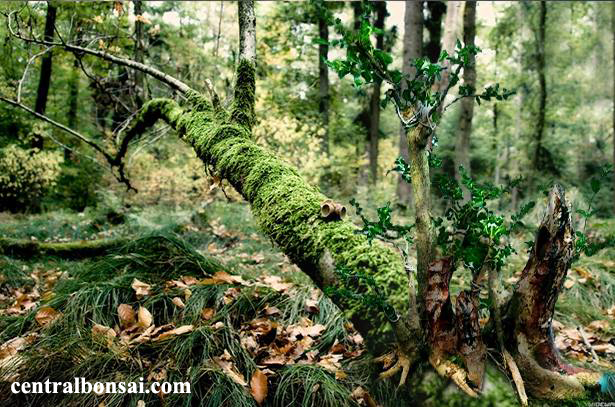 Mencari Bakalan Bonsai Tumbuh Dihutan