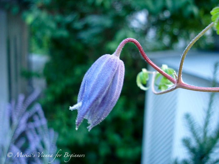 Merisi S Vienna For Beginners 09 01 2015 10 01 2015