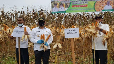 Pijay akan Menerapkan Qanun Perlindungan Lahan Pertanian Pangan Berkelanjutan