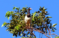 birds legs necks natural magpie goose birder queensland away