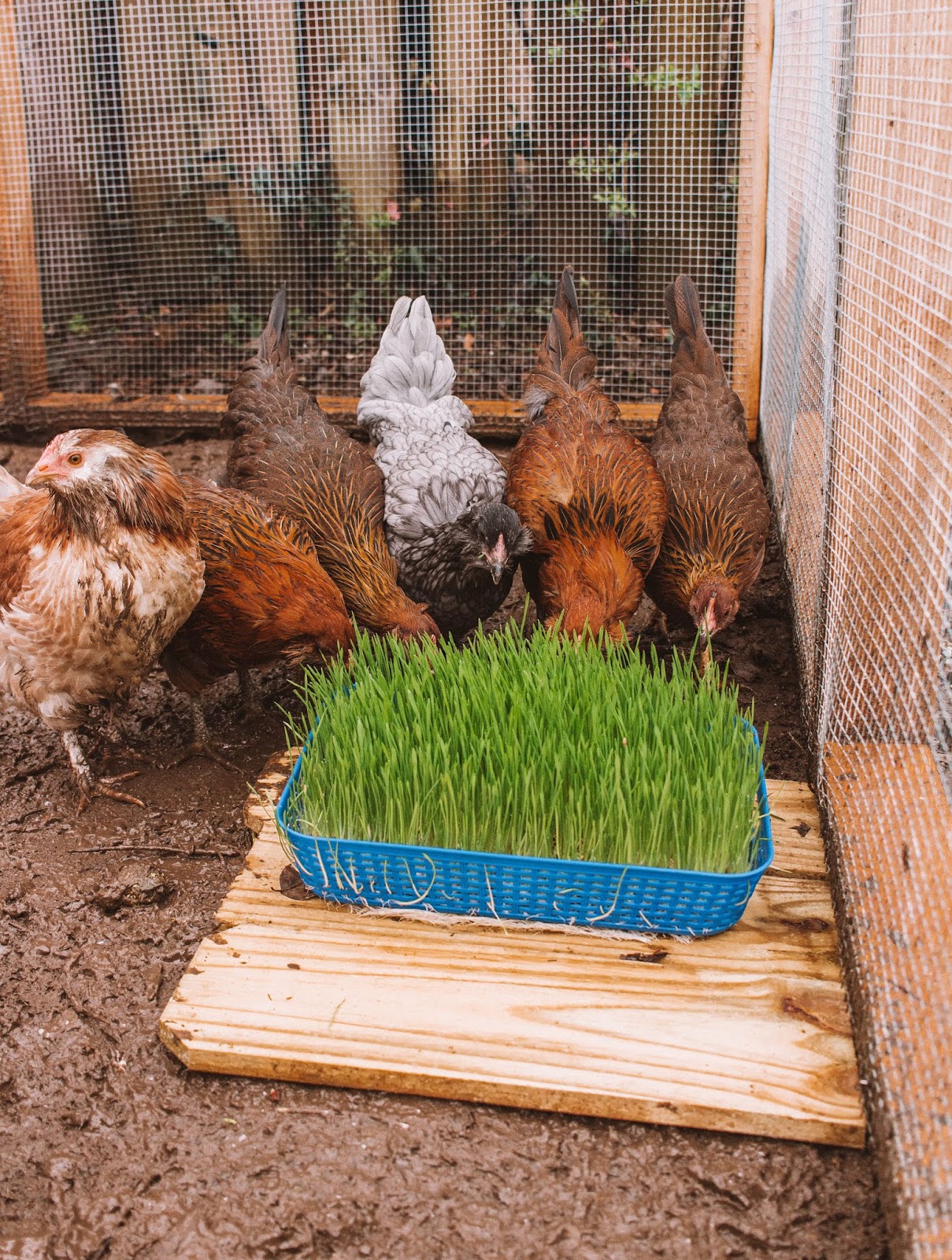 Grow Your Own Poultry Feed grow-your-own-poultry-feed
