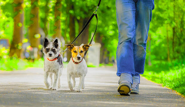 promenade mon chien promenade mon chien