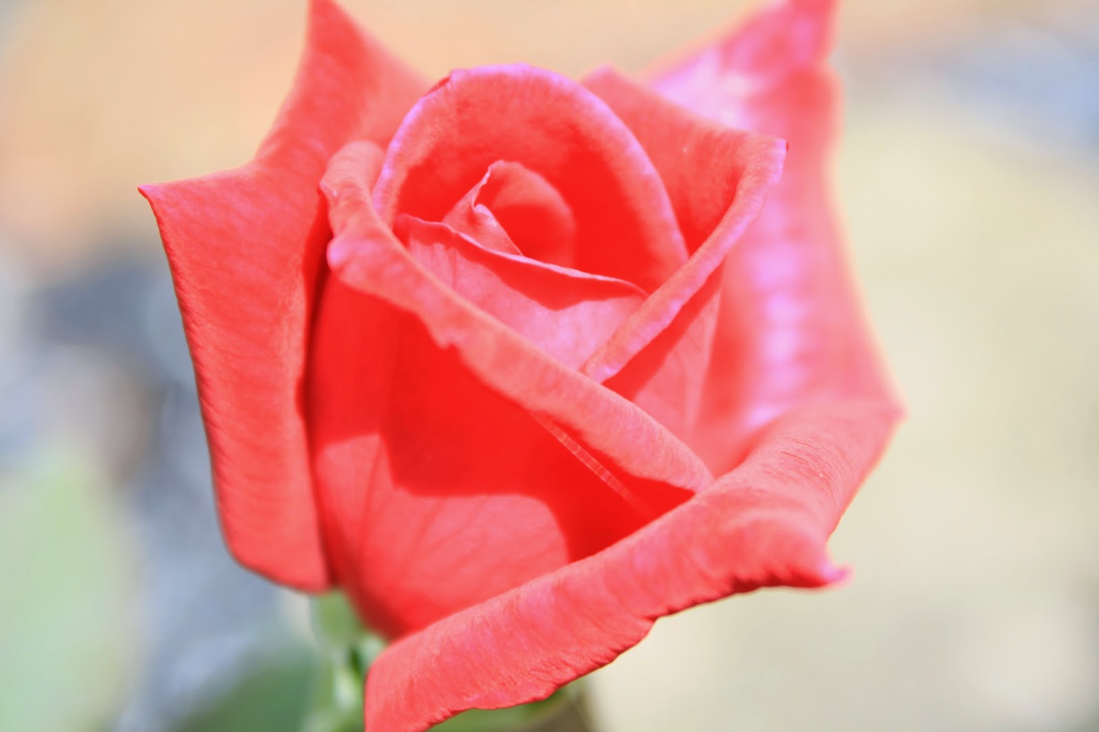 Dawns Garden Life Growing Roses in South Florida? Of Course You Can!