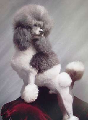 poodle poodles
