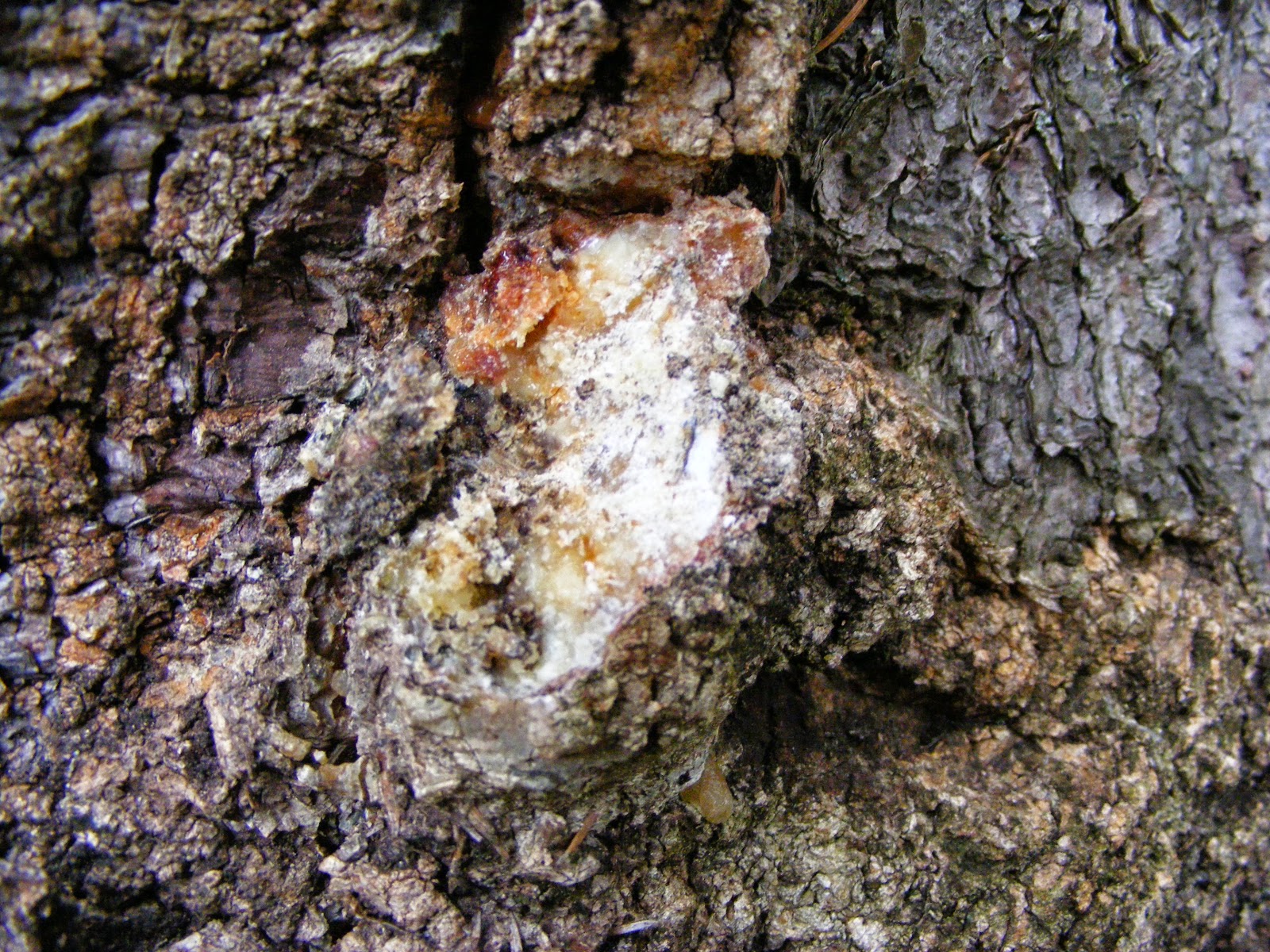 Mountain Mann Survival Making A Pine Pitch Torch