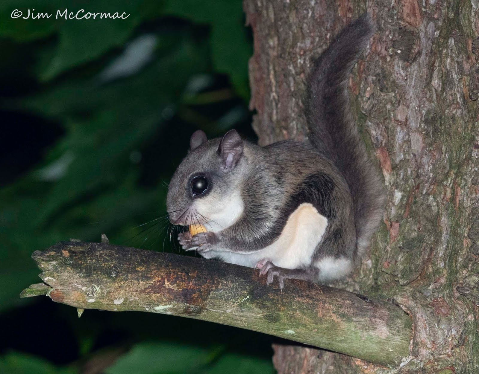 Ohio Birds and Biodiversity: Southern Flying Squirrels!
