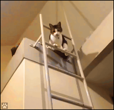 Funny Cat GIF • Ninja Cat climbing down bunk bed ladder like a boss. A very graceful kitty Funny Cat GIF • Ninja Cat climbing down bunk bed ladder like a boss. A very graceful kitty