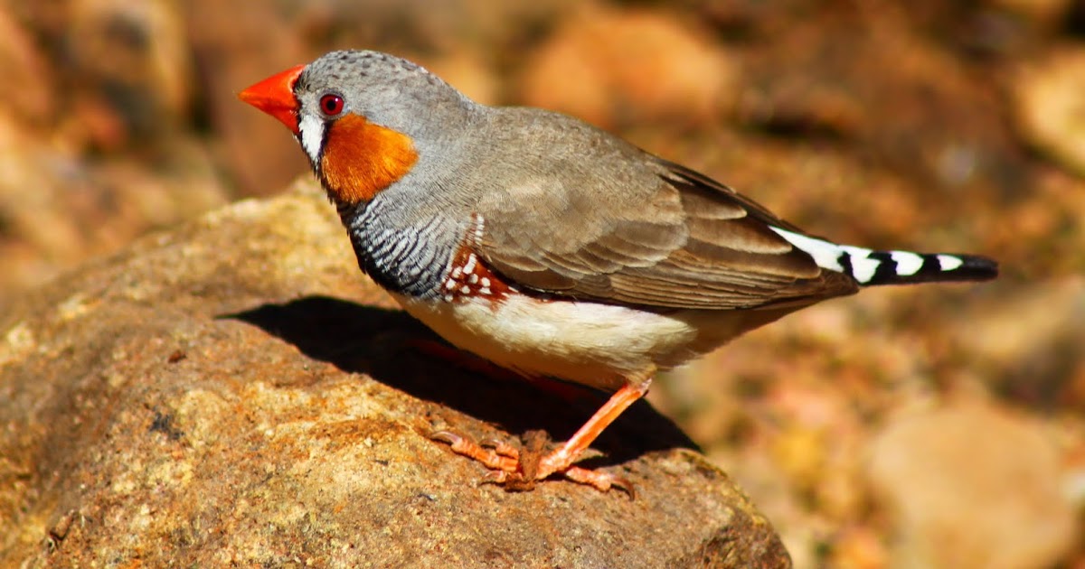 Breeding Zebra Finches - Pet Bird Care Us