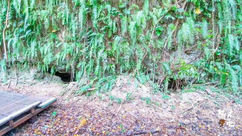小琉球山豬溝生態步道-彷如阿凡達中身處潘朵拉星上的納美人禁地