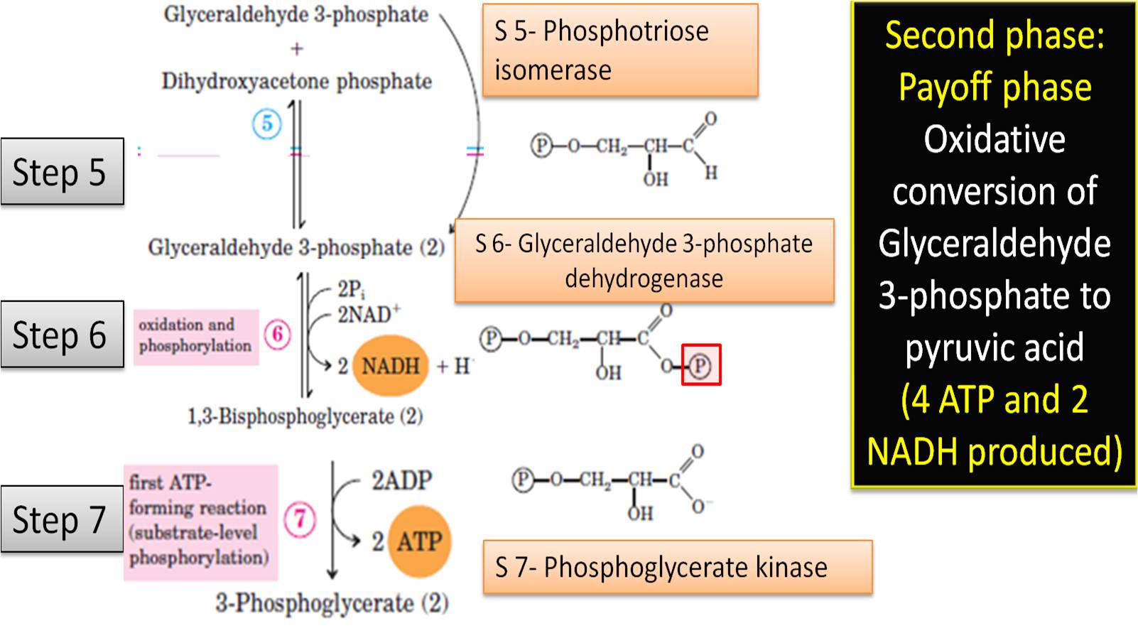 regulatory enzymes in  glycolysis