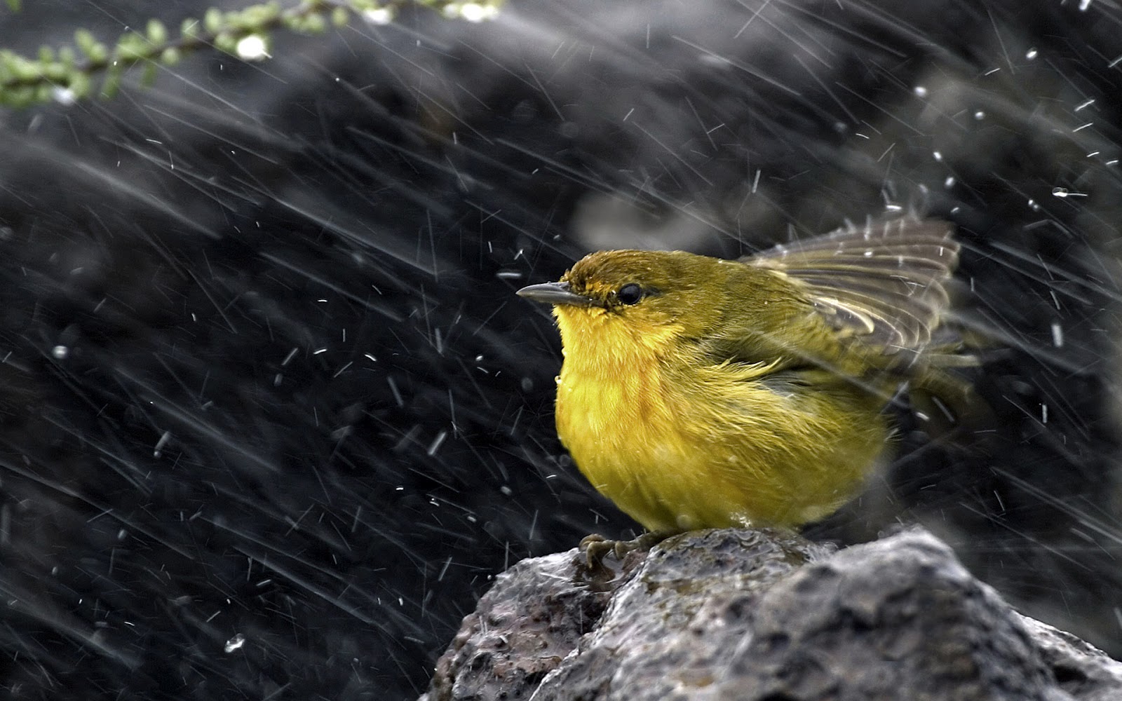 HQ Wallpapers Arena: Alone Sparrow In Rain Wallpapers