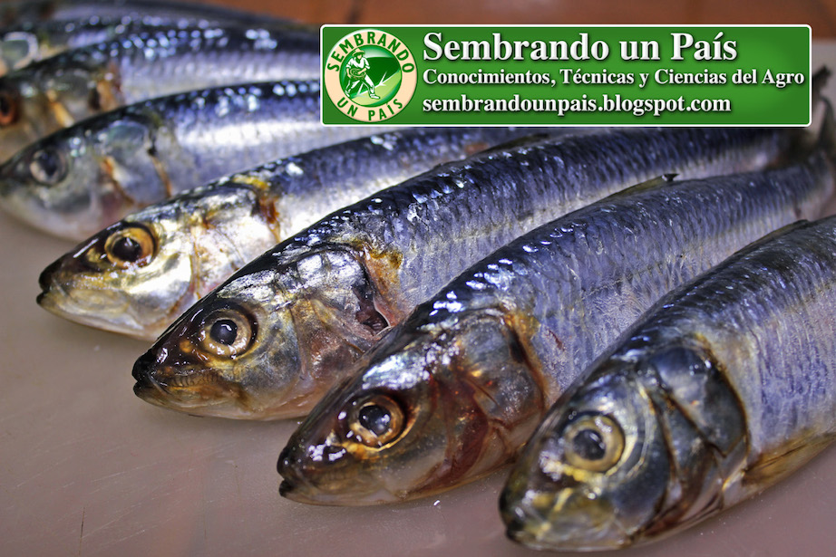 Contenido Nutricional Sardinas (Tabla Nutricional)