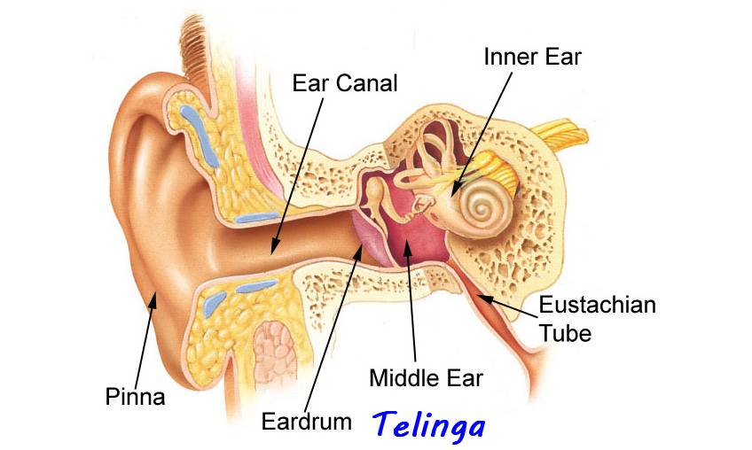 Ruana Sagita 6 Proses Pendengaran Pada Manusia