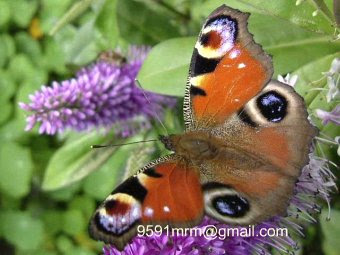 mariposa Pavo real