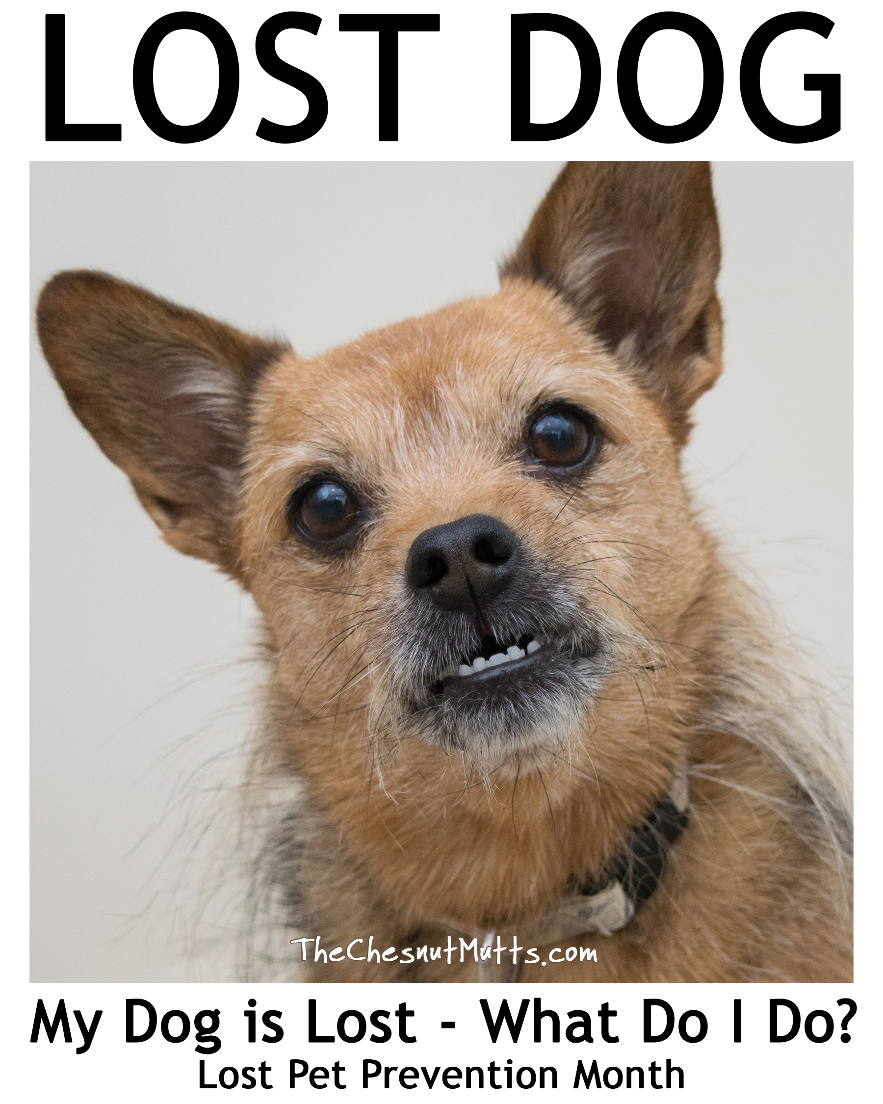 постер для потери собаки. I lost my dog. Lost dog service usa. Missing dog poster. The lost dog.