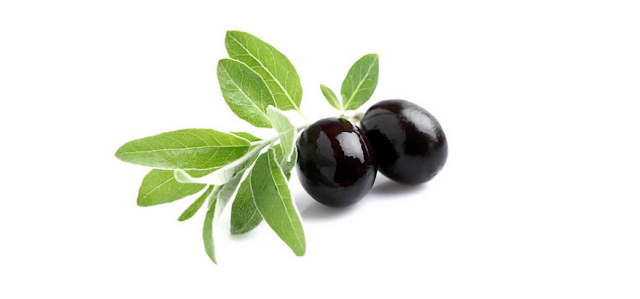 olive leaf antioxidant