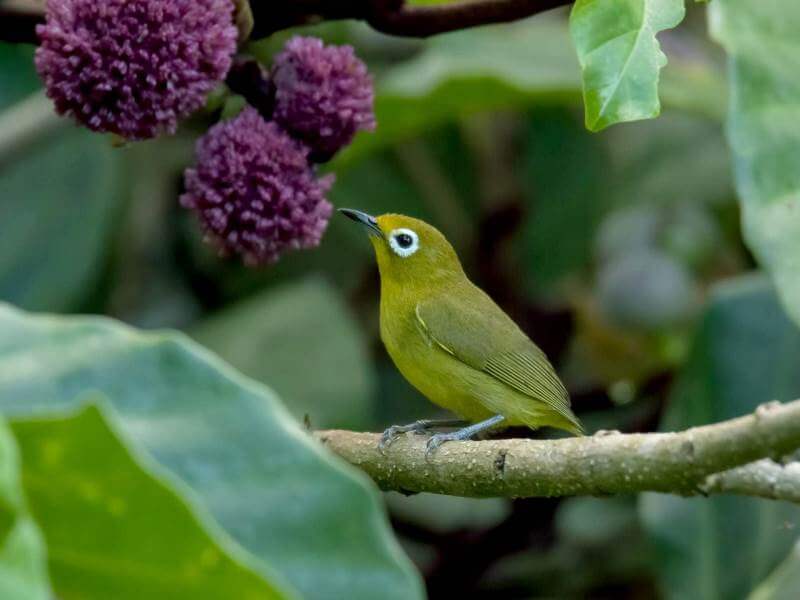 Cara Menangkap Burung Liar Tanpa Jerat Atau Senjata Sentiasapanas