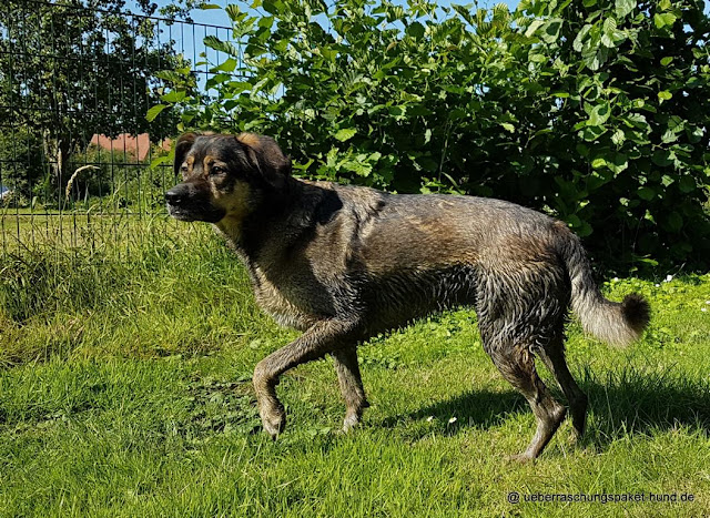 Überraschungspaket Hund ein Hundeblog der zeigt, wie unterschiedlich