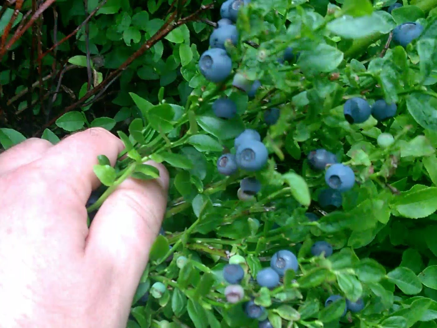 Bilberry Tea, Water Therapy & Diet Heals Aids Natural Home Remedies