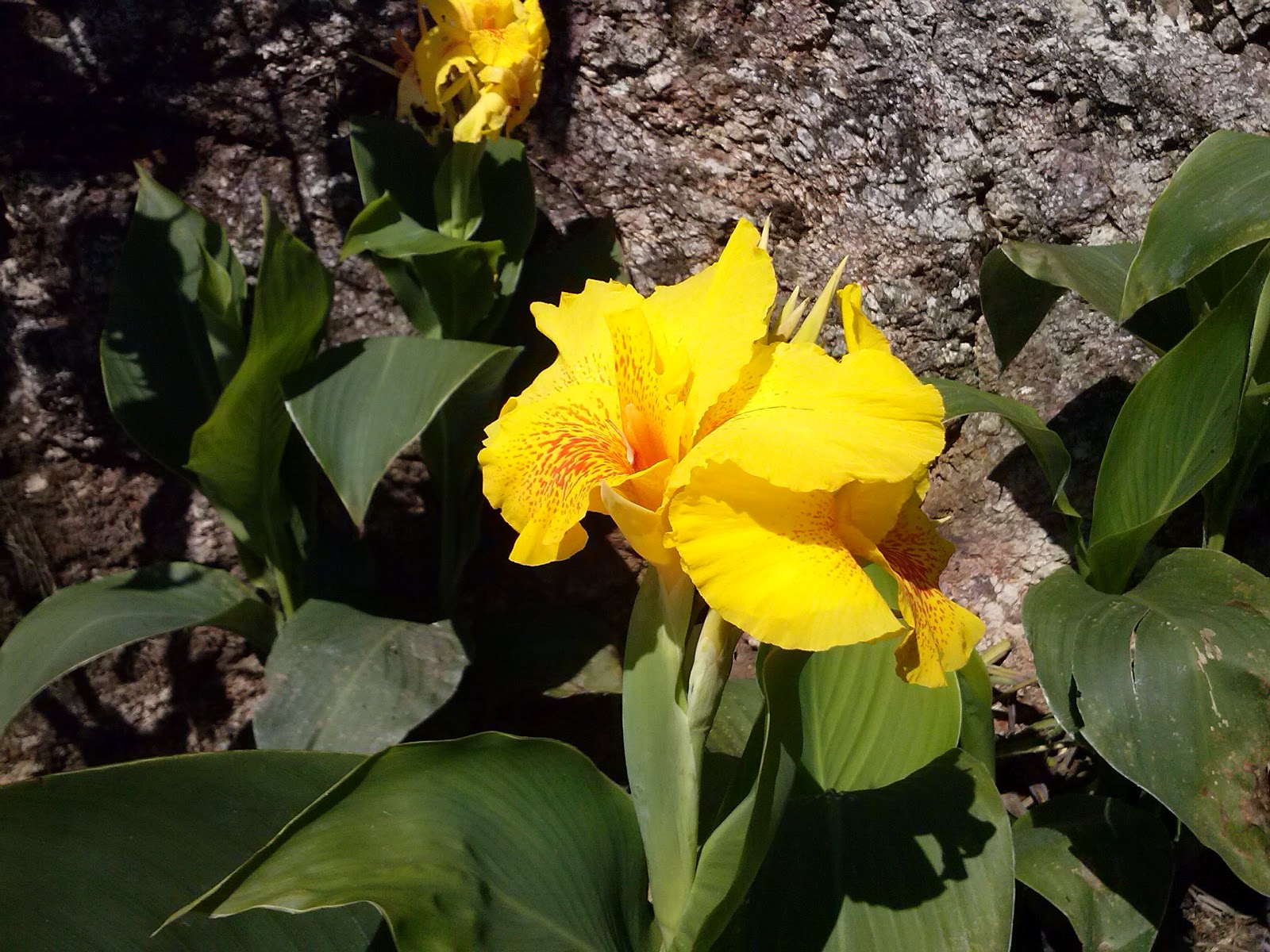 [Photography] Floral Photography | Yaj's