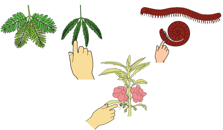 Ciri-ciri Makhluk Hidup (Halaman 14) - BELAJAR KURIKULUM 2013