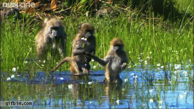 funny-monkey-5.gif