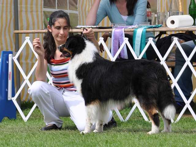 Blue Mountain Aussies