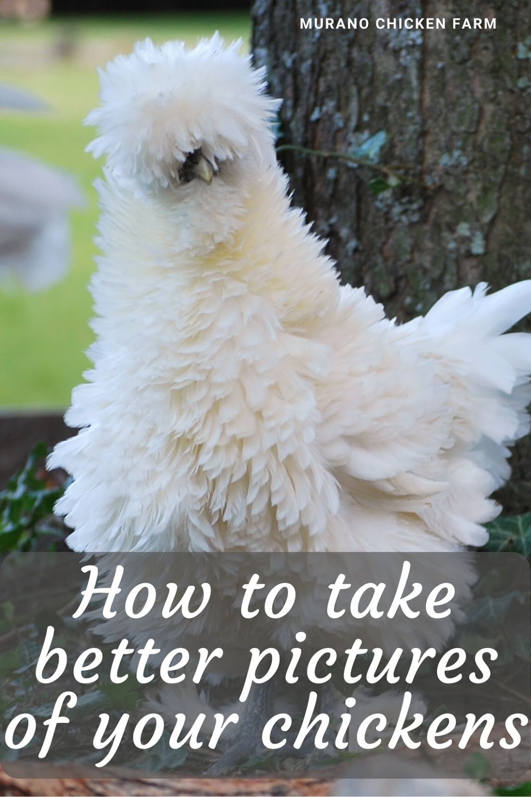 How to take better pictures of your chickens Murano Chicken Farm