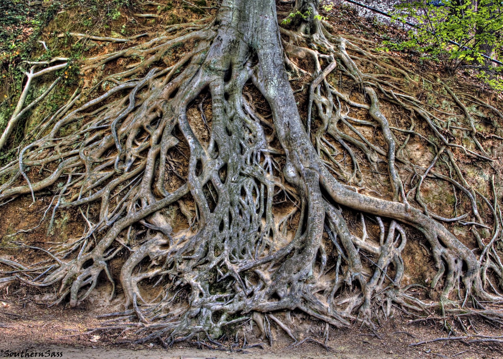 Its a Southern Thing: Roots in HDR