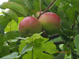 free organic apples in FH