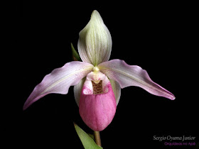 Orquídeas no Apê: Orquídea Phragmipedium Sedenii