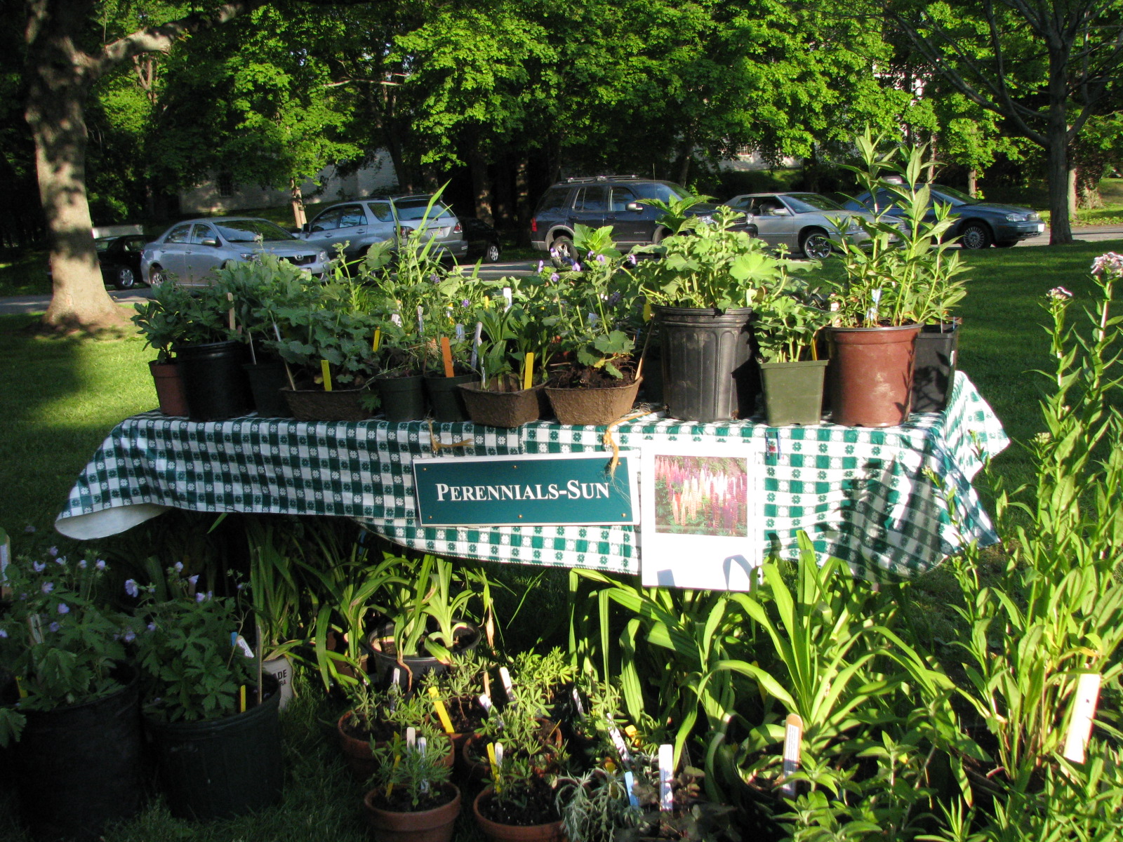 Ipswich Garden Club Annual Plant Sale