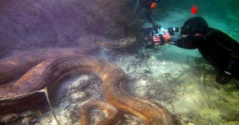 √ 99 Arti Mimpi Melihat Ular Berada di Air Jernih, Keruh, Sungai, Laut