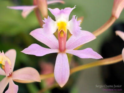 Mini Orquídea Epidendrum Mini Orquídea Epidendrum