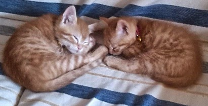 Mis dos nuevos gatitos