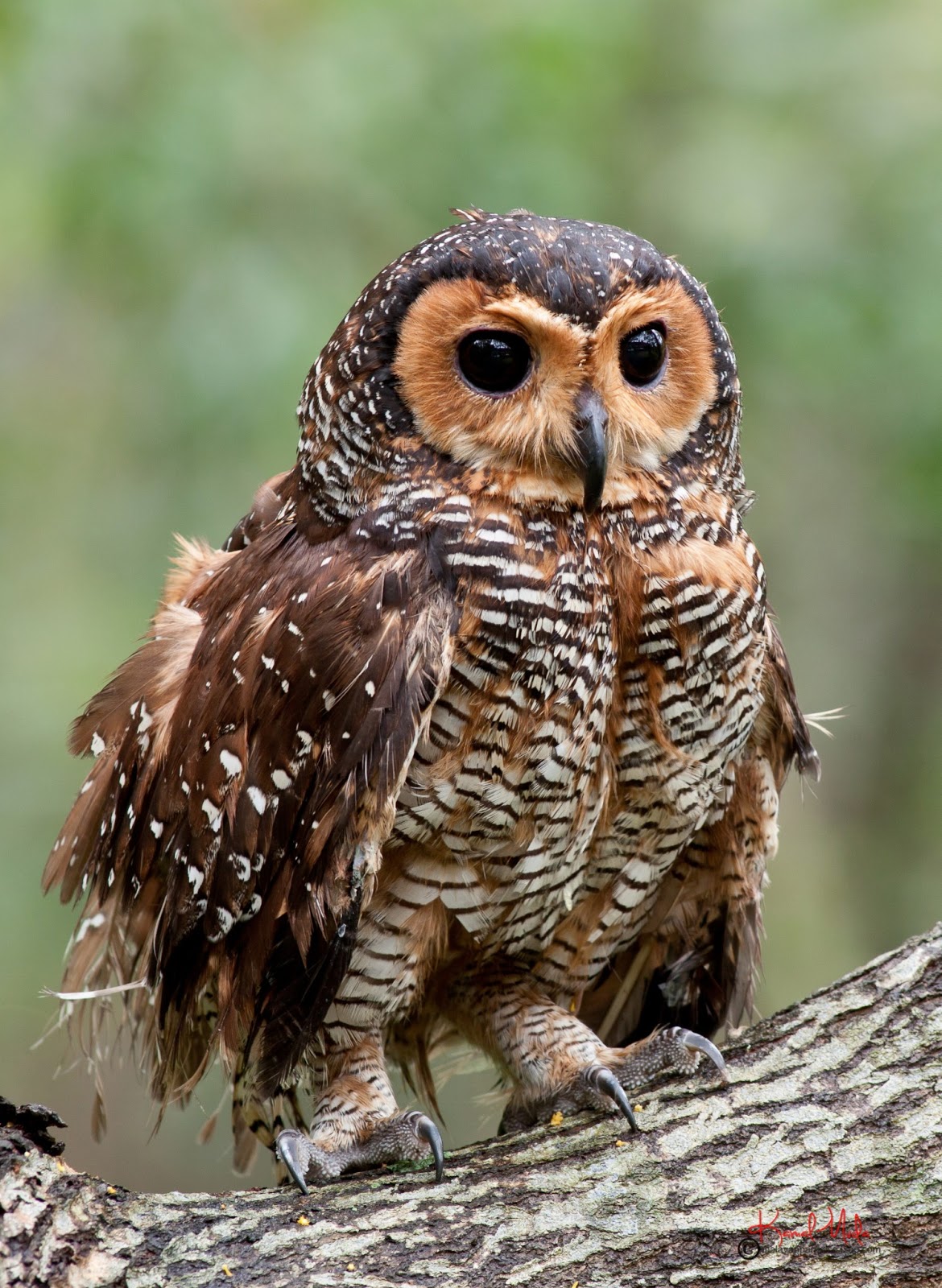 SOUTH EAST ASIA BIRDS Malaysia birds paradise The Spotted Wood Owl