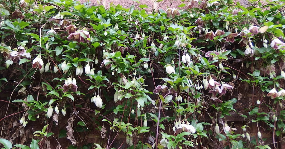 Garden Bloggers Blooms Day Clematis 'Freckles'