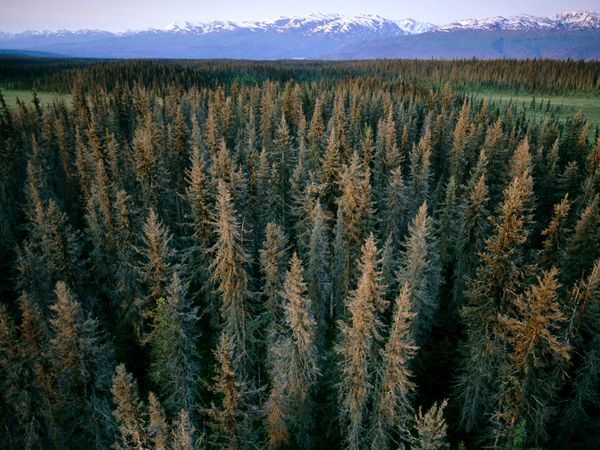 AAA Tree Service Which U S State Has The Most Trees aaa-tree-service-which-u-s-state-has-the-most-trees