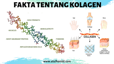 15 Fakta Tentang Kolagen Yang Tidak Diketahui