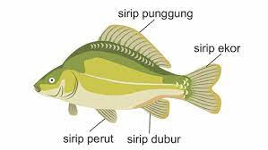 Fungsi Sirip Ikan Ical O Fish Fungsi Sirip Ikan Ical O Fish