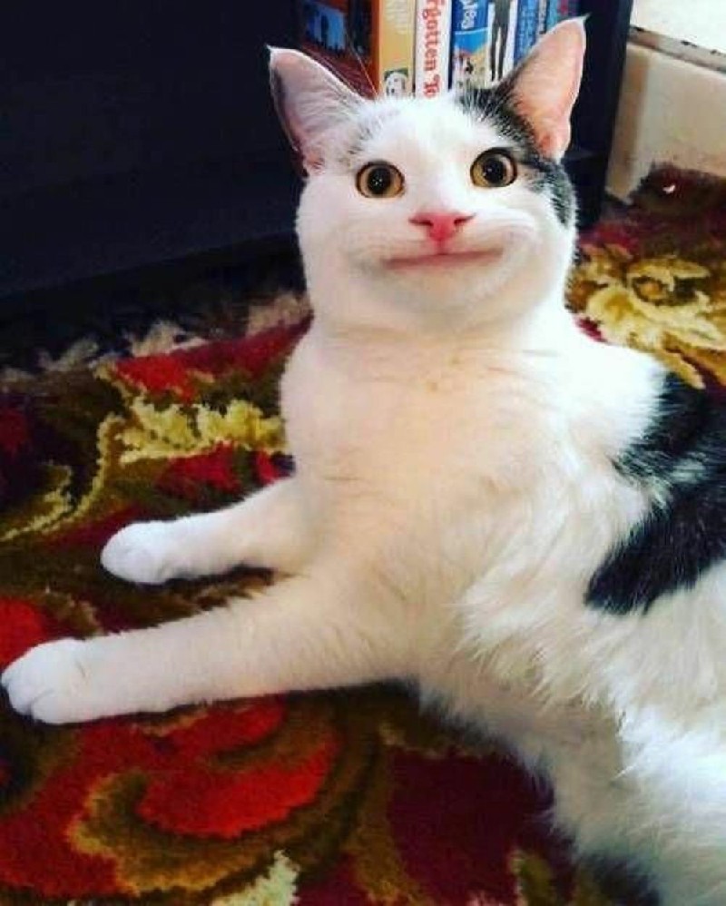 Xem hình ảnh avatar mèo ngáo bựa 2024 để thư giãn và tìm được những giây phút giải trí thú vị. Với những hình ảnh độc đáo và hài hước này, chắc chắn sẽ khiến bạn cười đầy sảng khoái.